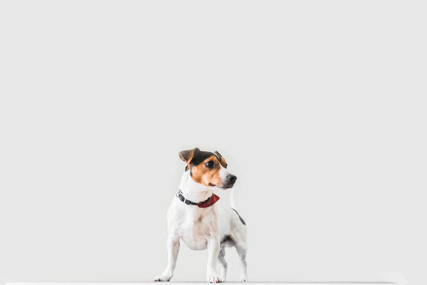 Чарівний маленький Джек Россел стоїть на столі у ветеринара
  - Фото, зображення