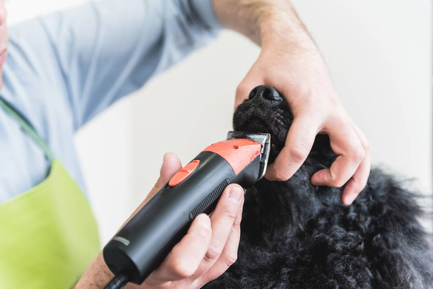 Close up of male hands trimming hair on poodles chin with trimmer - Fotografie, Obrázek