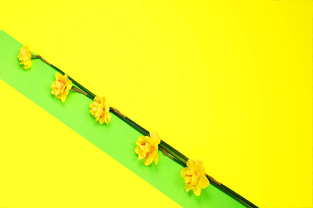 Желтые даффодилы на креативном зеленом и желтом фоне. Весеннее минимальное понятие Женский день, День матери, День святого Валентина, Пасха, день рождения
 - Фото, изображение