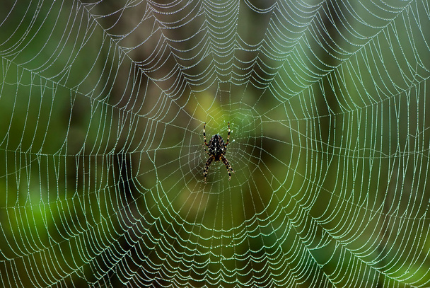 Araña en la web
 - Foto, Imagen
