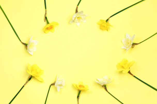 Frame of narcissus or daffodil flowers on yellow background top view flat lay. Easter concept, March 8, holiday. Card with flowers copy space - Foto, imagen