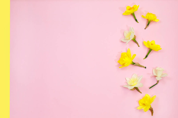 Daffodils on pink background. Spring yellow flowers. top view, copy space Concept to 8 March, mather day. Spring easter background - Foto, Bild