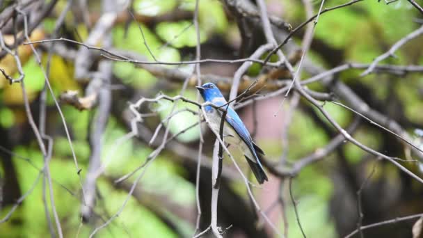 Птица (Verditer Flycatcher, Eumyias thalassinus) синяя на всех участках тела, за исключением черной глазницы и серого отверстия, посаженного на дереве в дикой природе.
 - Кадры, видео
