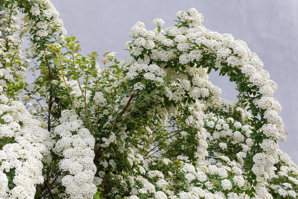 Bovenste deel van de bloei Spirea Bush op een grijze achtergrond - Foto, afbeelding