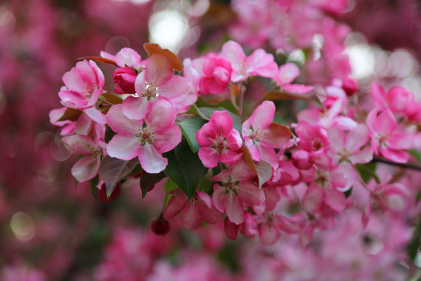 Bright pink blossom apple tree is blooming in the city park at springtime. Selected focus. Blur background. - Foto, imagen