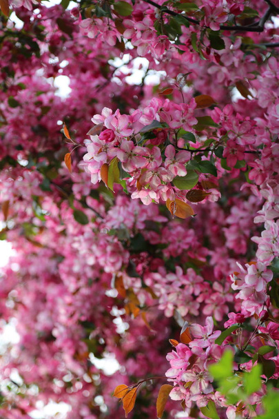 Весной в городском парке цветут ярко-розовые яблони. Выбранный фокус. Фон размытия
. - Фото, изображение
