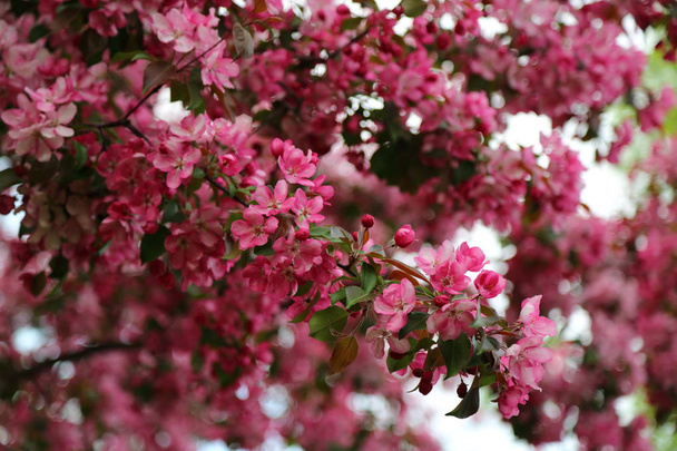 Bright pink blossom apple tree is blooming in the city park at springtime. Selected focus. Blur background. - Fotó, kép