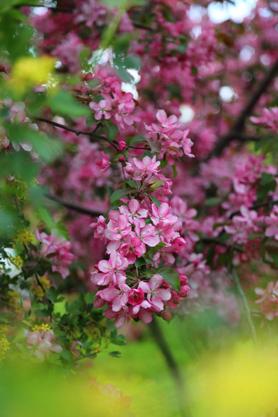 Bright pink blossom apple tree is blooming in the city park at springtime. Selected focus. Blur background. - Fotografie, Obrázek