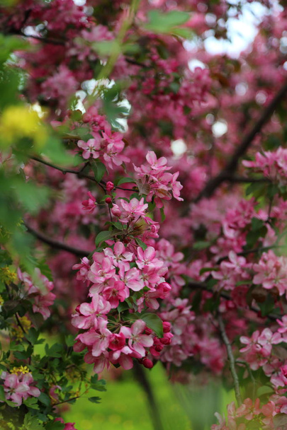 Bright pink blossom apple tree is blooming in the city park at springtime. Selected focus. Blur background. - Foto, afbeelding