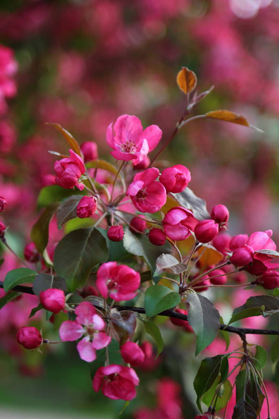Parlak pembe çiçek elma ağacı ilkbaharda şehir parkında çiçek açıyor. Seçili odak. Arka planı bulanıklaştırma. - Fotoğraf, Görsel