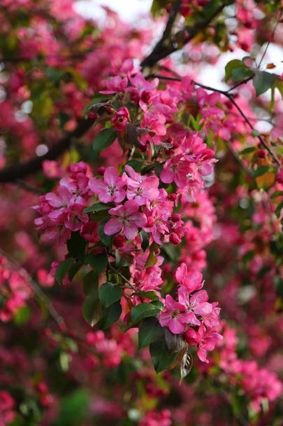 Kirkkaan vaaleanpunainen kukka omenapuu kukkii kaupungin puistossa keväällä. Valittu keskittyminen. Sumea tausta
. - Valokuva, kuva