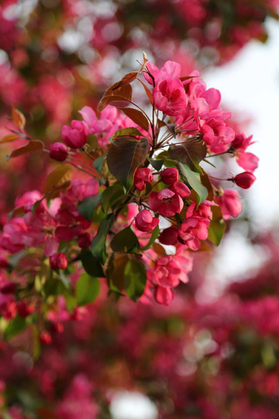 Bright pink blossom apple tree is blooming in the city park at springtime. Selected focus. Blur background. - Foto, immagini