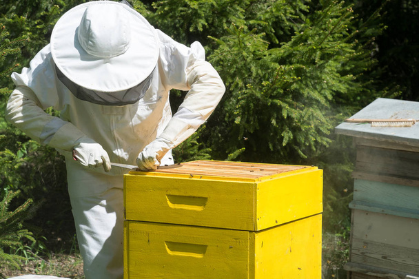 Včelařský držitel v ochranném pracovním oblečení kontrola voštového rámu na včelaře. - Fotografie, Obrázek