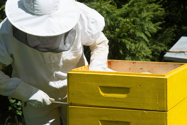 Beekeeper in protective workwear inspecting honeycomb frame at apiary. - Fotoğraf, Görsel