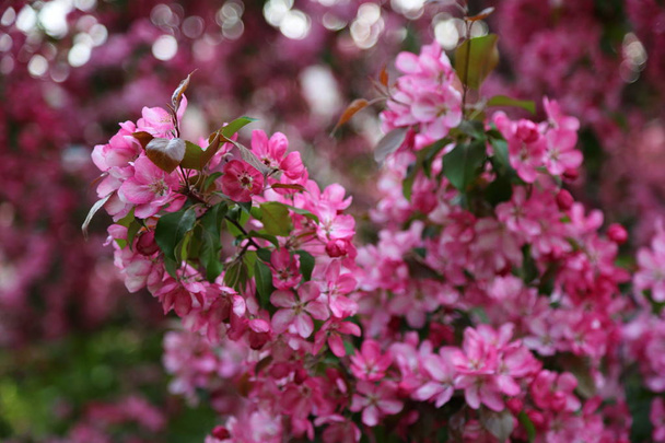 Bright pink blossom apple tree is blooming in the city park at springtime. Selected focus. Blur background. - Photo, Image