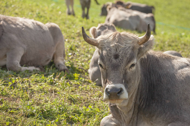 Una mucca che riposa in un pascolo verde nelle Dolomiti
 - Foto, immagini
