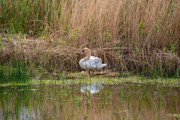Cisne mudo solitário gracioso no lago no final da manhã de primavera fazendo
  - Foto, Imagem