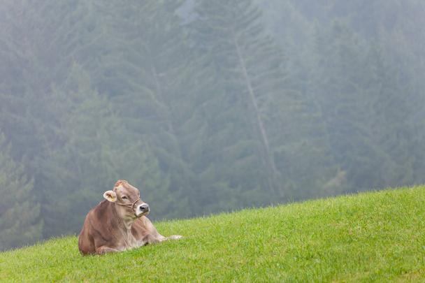 Счастливая коричневая альпийская корова отдыхает на зеленом пастбище в Доломите
 - Фото, изображение