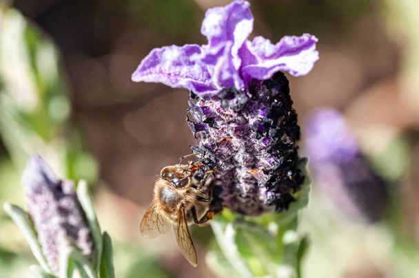 Macro shot of a Bee in a Lavander's flower 3 - Photo, Image