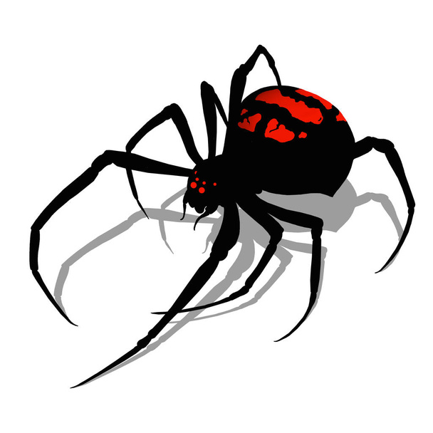 Black widow spider on white background realistic illustration is - Photo, Image