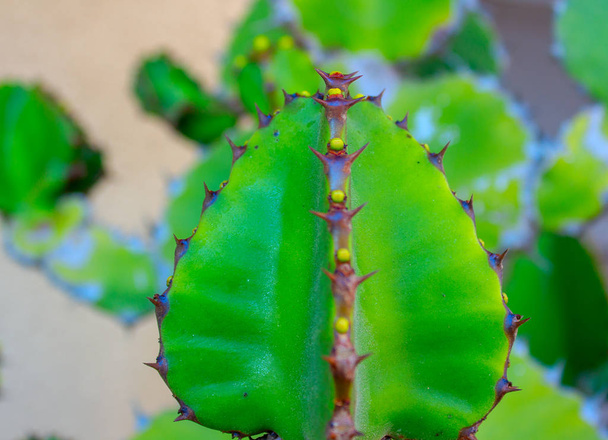 サボテン スパイキー多肉緑の植物の棘 - 写真・画像