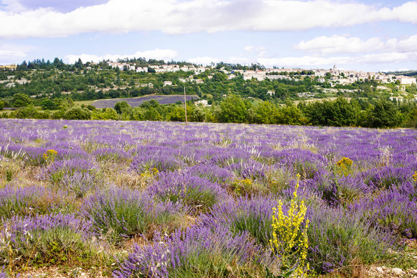 Lavendelfelder in der Nähe von Valensole in der Provence, Frankreich. - Foto, Bild