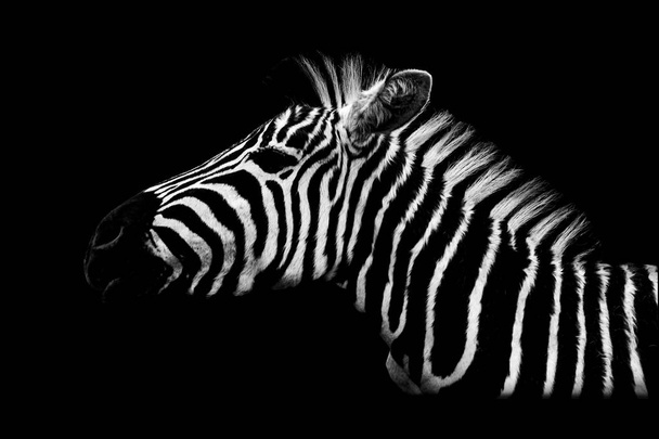 zebra, Fénykép fekete-fehér - Fotó, kép