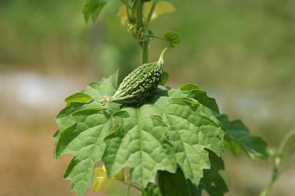 πράσινο πικρή κολοκύνθη φρούτα (momordica charantia) στο δέντρο. - Φωτογραφία, εικόνα
