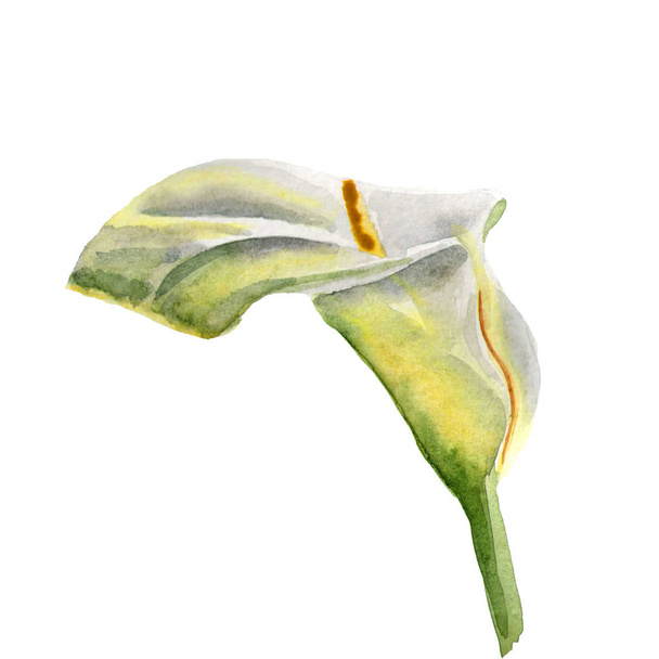 Flowers watercolor illustration. A tender white Calla on a white background. - Foto, Imagem