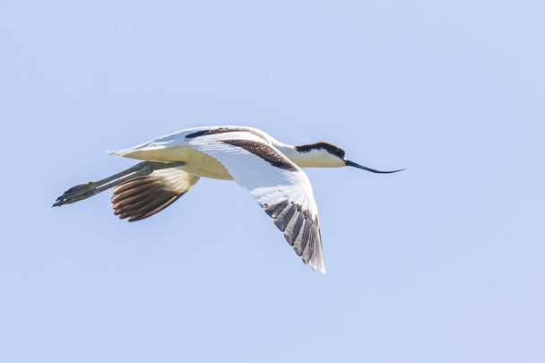 Pied Avocet Recurvirostra avosetta in flight - Photo, Image