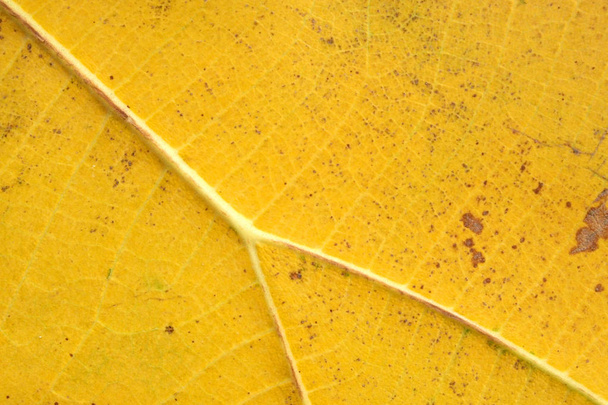 wzór żółtego liścia - Zdjęcie, obraz