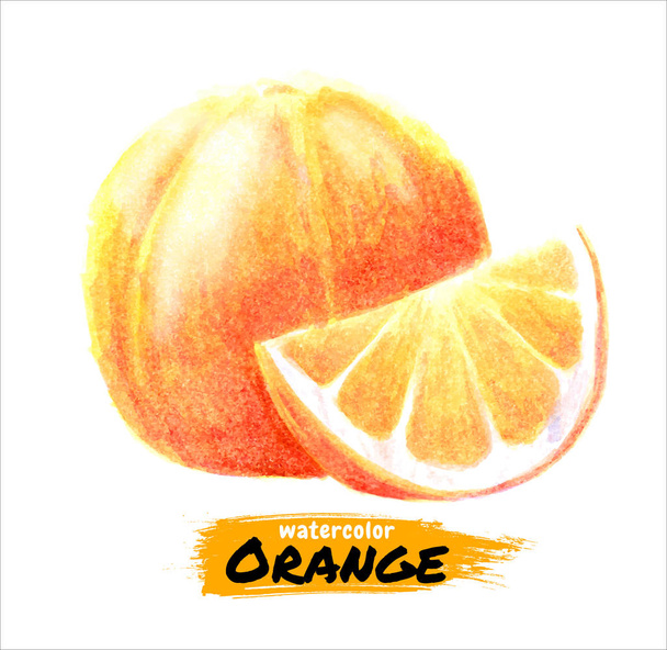 handgezeichnete Aquarell-Orangenmalerei auf weißem Hintergrund. Vektorillustration der Frucht Orange. - Vektor, Bild