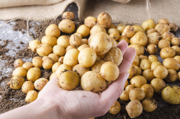 Фермер держит в руке кучу свежего картофеля против собранного нового картофеля на почве
 - Фото, изображение