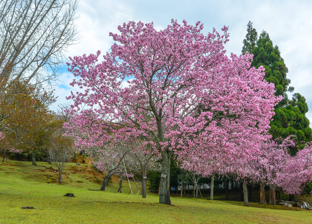Kersenbomen en bloemen in Nara Park - Foto, afbeelding