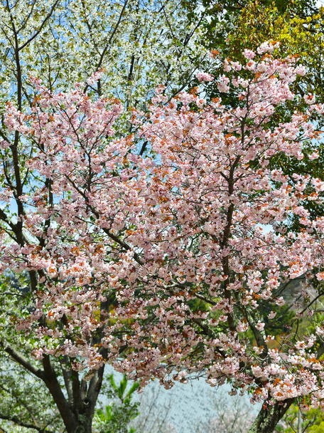 Třešňové stromy a květiny v parku Nara - Fotografie, Obrázek