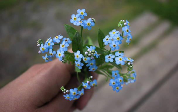 pieni kimppu kevään unohtaa-minua-no kädessä. Kimppu pehmeitä sinisiä kukkia kädessä
. - Valokuva, kuva