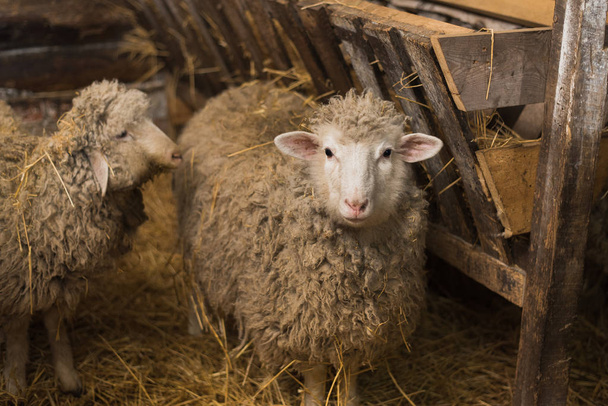 Ovelhas bonitas e fofas dentro da fazenda comem feno
. - Foto, Imagem