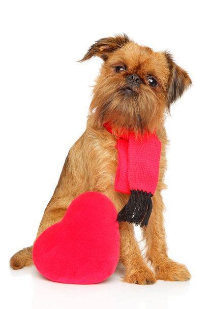 Brussels griffon in scarf and with festive red heart - Photo, Image