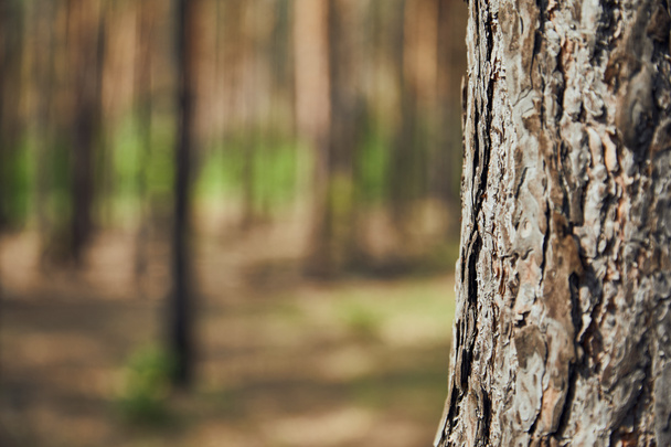 Vista de cerca del árbol texturizado en el bosque con espacio de copia
 - Foto, Imagen
