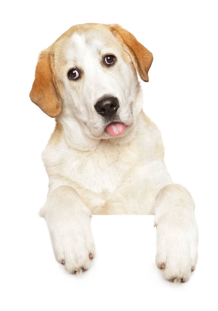 Alabai dog above banner, isolated on white background - Foto, immagini