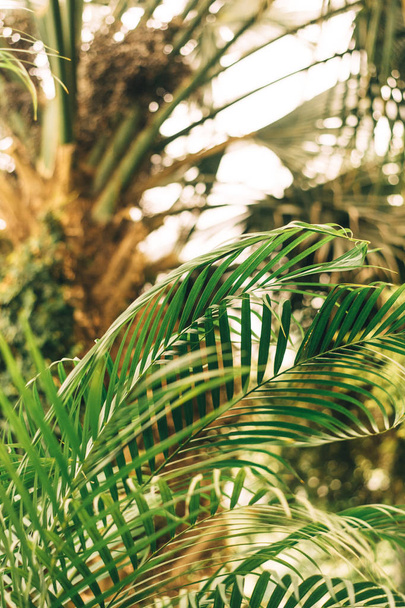 palmunlehti aurinkoa vasten. Viidakkokuva
 - Valokuva, kuva
