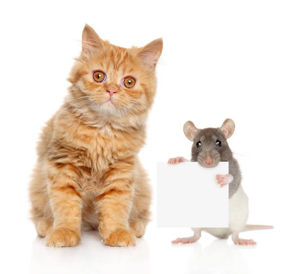 Katze und Ratte posieren auf weißem Hintergrund - Foto, Bild