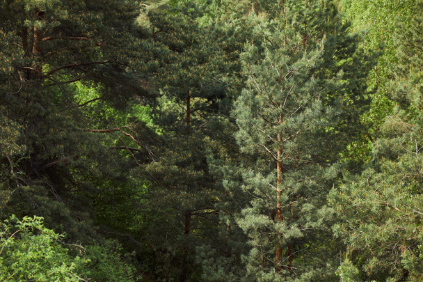 Luftaufnahme grüner Kiefern bei Tag im Wald - Foto, Bild