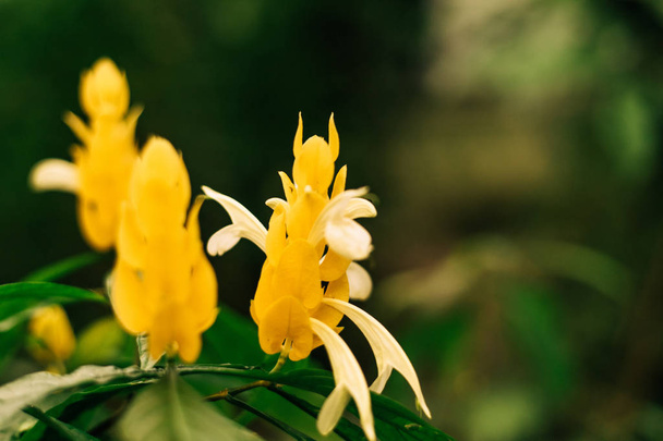 pahistahis, flor de acanto na selva da América. flor amarela no campo. estufa ao ar livre - Foto, Imagem