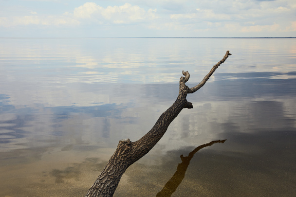 Branche ancienne et sèche au-dessus de la rivière avec reflet bleu ciel sur l'eau
 - Photo, image