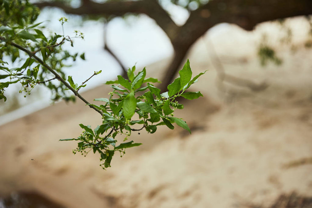 Επιλεκτική εστίαση σε πράσινα φύλλα σε κλαδιά δέντρων - Φωτογραφία, εικόνα