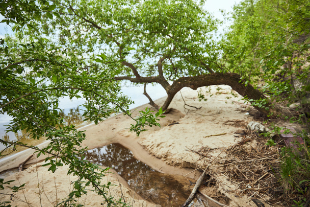 Foglie verdi sui rami degli alberi vicino al fiume con costa di sabbia
  - Foto, immagini