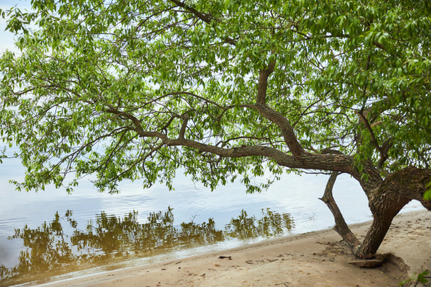 Zielone liście na gałęziach drzew w pobliżu rzeki i piasku wybrzeża - Zdjęcie, obraz