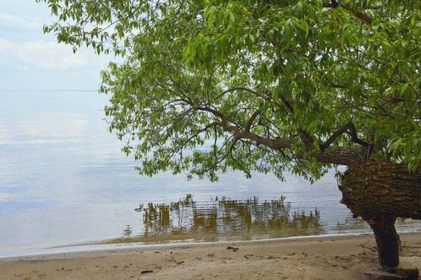 árbol con hojas verdes en la arena cerca del río tranquilo
 - Foto, imagen