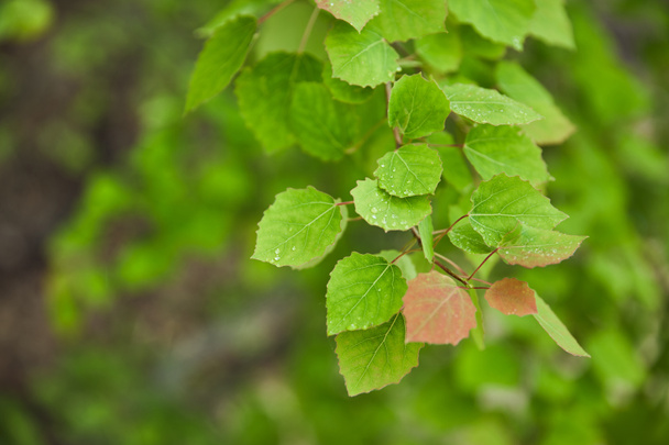 Selective focus of spring and green leaves on tree branches - Valokuva, kuva